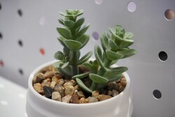 这幅画看起来很有说服力！