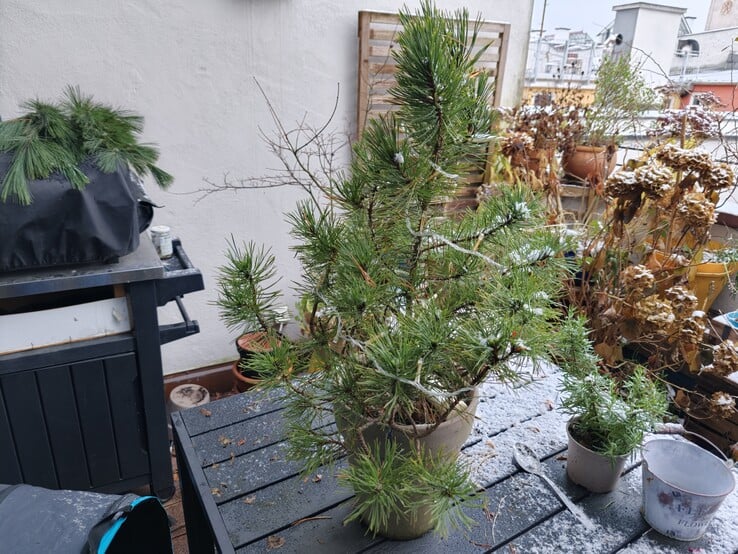 Oppo Find X9 与植物的合影。