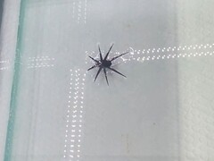 运行中的 HydroBuckler(图片来源:研究人员)