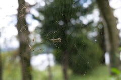 Lumix S5-II：使用这款无反相机可以轻松对焦，但用 Osmo Pocket 4P 几乎无法做到——它的触摸屏对此来说有点太小了