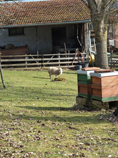主摄像头(6 倍变焦)