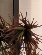 100 倍专业变焦