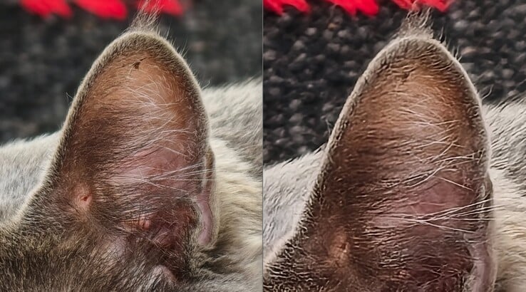 对比一目了然。左:使用 400 毫米长焦变焦镜头。右图无远摄转换器