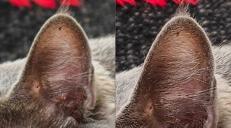 对比一目了然。左：使用 400 毫米长焦变焦镜头。右图无远摄转换器