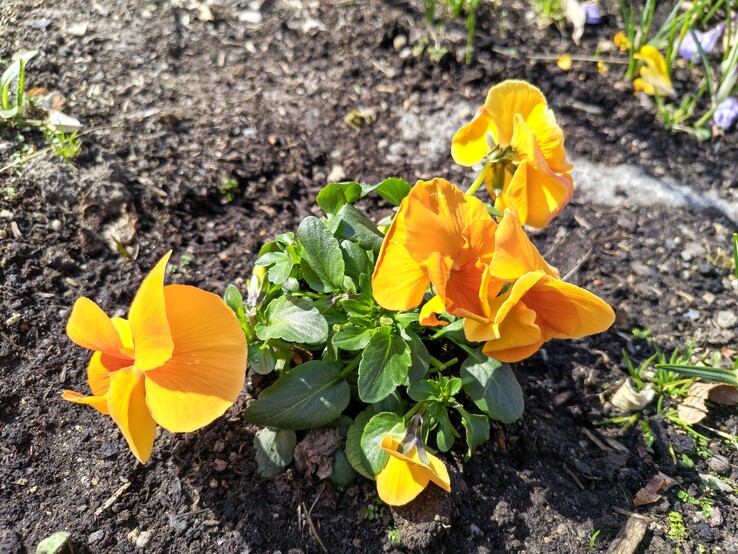 摩托罗拉 Edge 70 Fusion