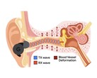 APG 通过耳道内的压力变化来调节超声波音调（图片来源：Google Research）