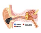 APG 通过耳道内的压力变化来调节超声波音调（图片来源：Google Research）