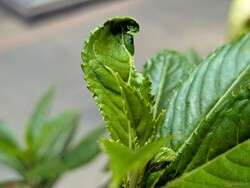 用主相机拍摄的微距照片