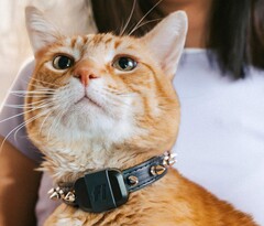 Fi Mini 追踪器允许主人追踪宠物的健康状况和位置。(图片来源:Fi)