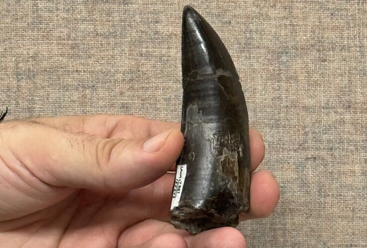 研究人员使用的霸王龙牙齿之一