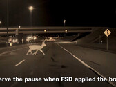 FSD 踩下刹车,避免撞上鹿(图片来源:HaobamMano/X)