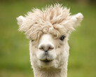 酷似骆驼，就像 ALPACA 酷似 LLAMA（莱曼-阿尔法测量仪器）。(图片：pixabay/wagrati_photo）