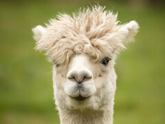 酷似骆驼,就像 ALPACA 酷似 LLAMA(莱曼-阿尔法测量仪器)。(图片:pixabay/wagrati_photo)