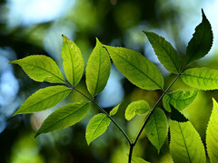 以自然为模型，从光中获取更多能量。(图片：pixabay/MabelAmber）