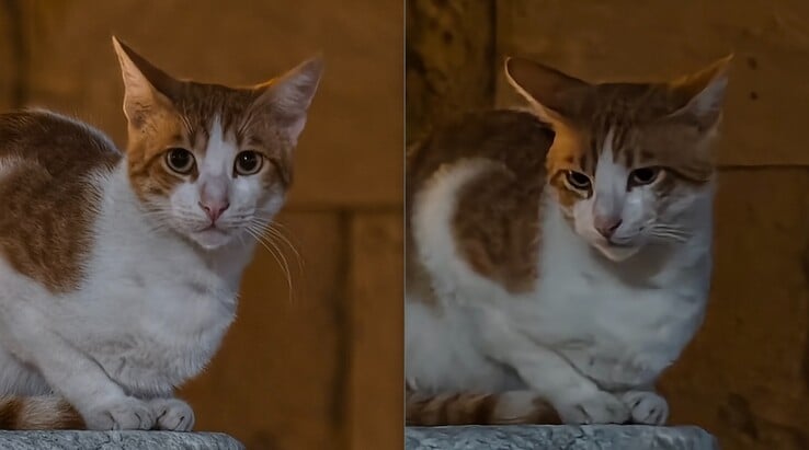 左:使用 200 毫米长焦变焦镜头。右图无远摄转换器。