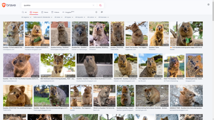 用Brave搜索 "Quokka "图片