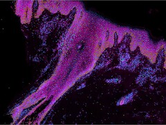 展示人类皮肤发育过程中某些相关基因的图像。青色代表干细胞,橙色代表角质细胞,绿色和紫色代表免疫细胞。(图片来源:威康桑格研究所)