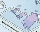 Ig Nobel 授予日本研究人员，以证明动物的后端通气是有效的。(图片来源：R：哺乳动物肠内通气可改善呼吸衰竭，R. Okabe 等著)