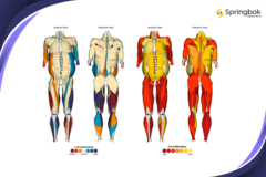 Springbok Analytics 提供由人工智能驱动的 3D 肌肉分析。(来源：Springbok Analytics）