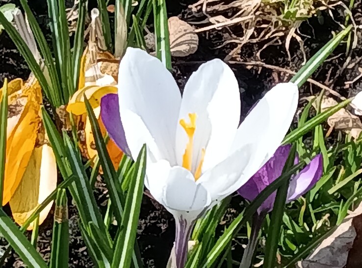 联想 Tab K11 Gen 2:8 倍变焦主摄像头