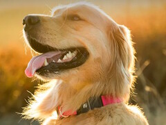 Fi Series 3+ 健身项圈允许狗主人跟踪宠物的位置和健康状况。(图片来源：Fi）