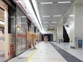 从火车上下来的猫（图片来源：Xing's World via YouTube；截图）