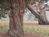 75 毫米（200 兆像素）