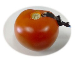 巴西研究人员开发出植物可穿戴传感器,用于检测农产品上的杀虫剂。(来源:S.C. Teixeira 等人在《生物材料进展》(Biomaterials Advances)上发表的文章