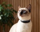 Cat 6 Mini 记录猫的活动。