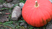 Rear, 50% digital zoom