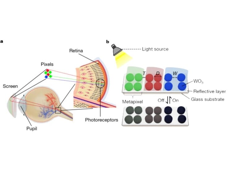 (图片来源:《自然)