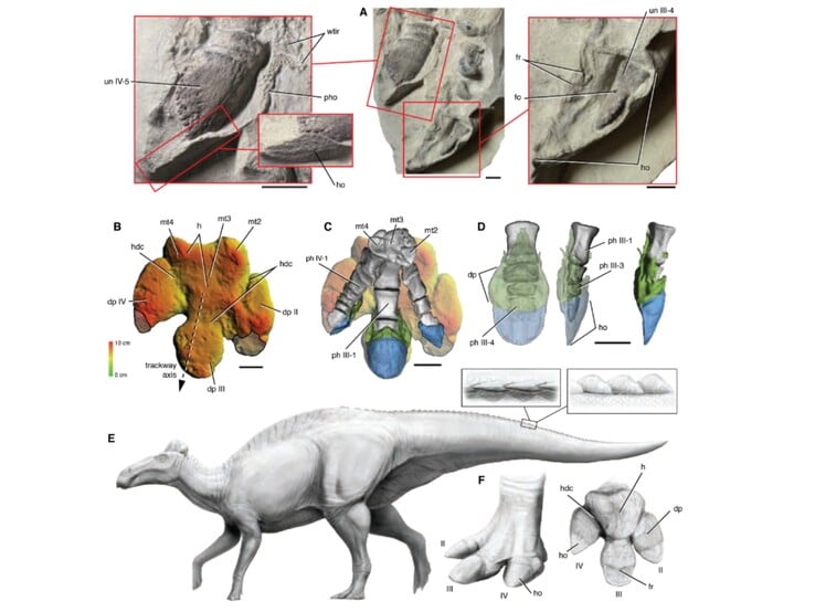 (图片来源:Science.org)