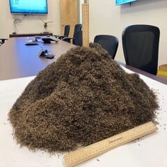 堆积如山的 100 万只蚊子（图片来源：利县蚊虫控制区；已裁剪）